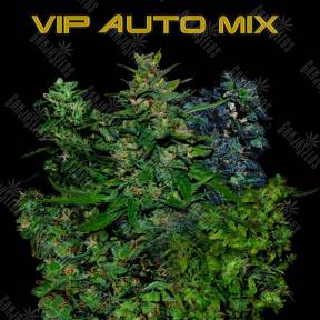 Auto Vip MIX feminised VIP Seeds