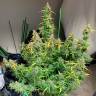 Качественные семена Glueberry O.G. feminised Ganja Seeds