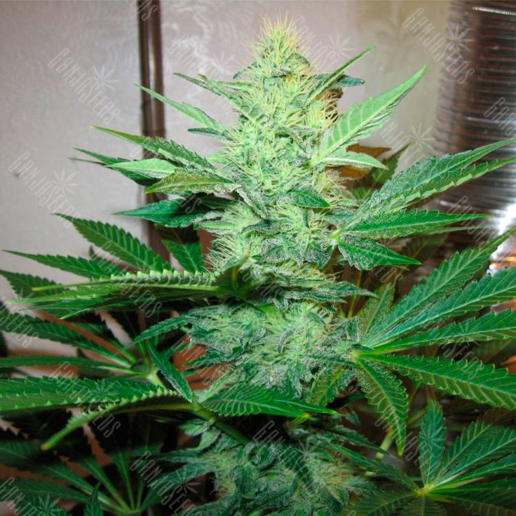 Качественные семена конопли G13 Haze feminised Ganja Seeds