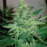 Недорогие семена конопли G13 Haze feminised Ganja Seeds