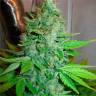 Семена конопли оптом G13 Haze feminised Ganja Seeds