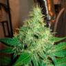 Феминизированные семена конопли G13 Haze feminised Ganja Seeds