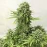 урожайные семена конопли AK 49 feminised