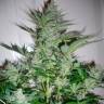 семена конопли в оригинальных упаковках AK 49 feminised