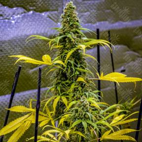 AK 49 feminised Ganja Seeds