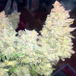 Auto Blueberry x Blue Mystic feminised Ganja Seeds