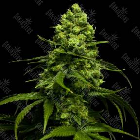 Snow Ryder feminised Ganja Seeds