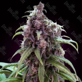 Auto Blueberry Haze feminised Ganja Seeds