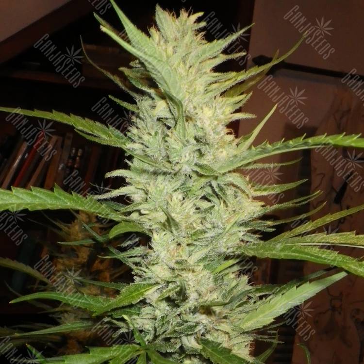 семена конопли дешево Super Lemon Haze regular Ganja Seeds