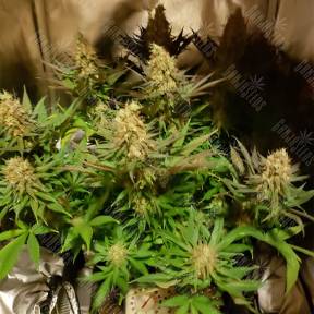 Blue Cheese feminised Barneys Farm