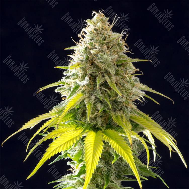 семена конопли для курения Mataro Blue feminised Kannabia Seeds