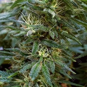 Hawaii Maui Waui regular Nirvana Seeds