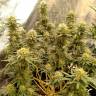 семена конопли Россия Hawaii Maui Waui regular Nirvana Seeds