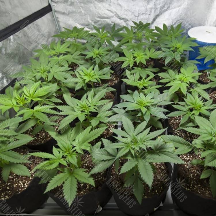 регулярные семена конопли купить Nepal Gum OG regular Philosopher Seeds