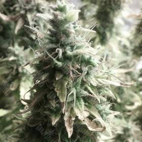 Auto + Speed feminised Sweet Seeds