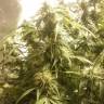 семена конопли в интернете Auto + Speed feminised Sweet Seeds