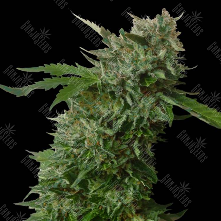 семена конопли сорта сатива Amnesia Vip feminised VIP Seeds