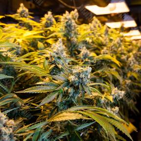 Big Bud feminised Ganja Seeds