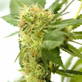 Orange Light feminised Seedmakers Seeds