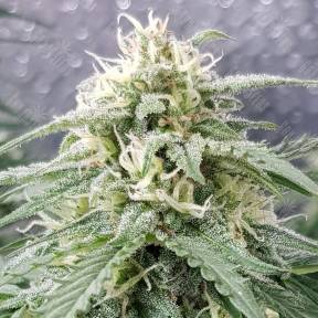 Super Lemon Skunk regular Ganja Seeds