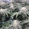 конопля семена сорта заказать Bad Azz Kush feminised Barneys Farm