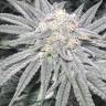 семена индийской конопли Bad Azz Kush feminised Barneys Farm