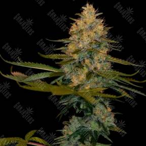 Exodus Kush feminised DNA Genetics