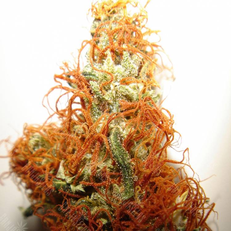 семена конопли курьером Orange Bud regular Dutch Passion Seeds семена конопли курьером Orange Bud regular Dutch Passion Seeds