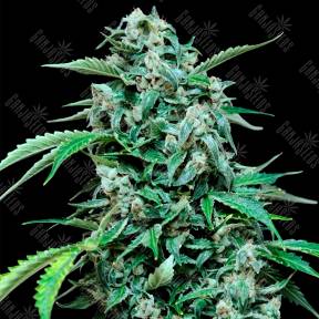 Auto Maxi Haze feminised Grass-o-Matic