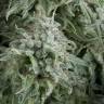 семена конопли в интернете Auto Anubis feminised Pyramid Seeds