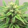 семена конопли дешево Auto Anubis feminised Pyramid Seeds