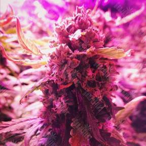 Auto Big Devil feminised Sweet Seeds
