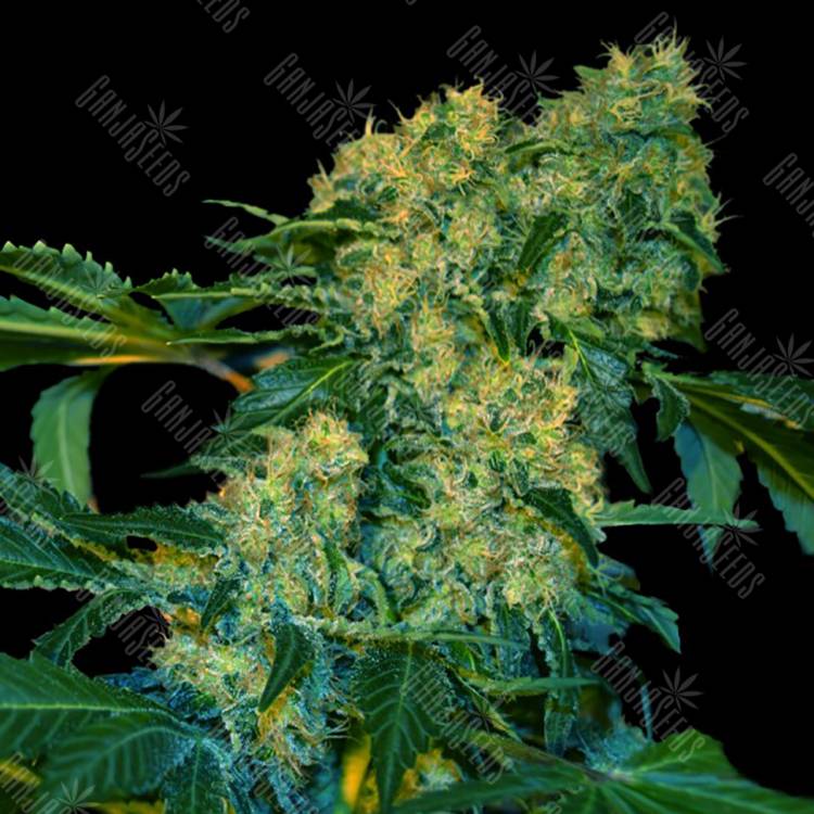 семена индийской конопли Chingis Khan feminised VIP Seeds