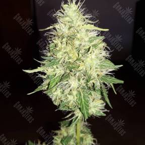 Amnesia Gold feminised Ganja Seeds