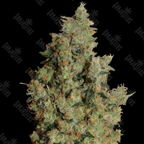 Tangerine feminised Ganja Seeds