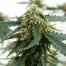 семена конопли наложенным платежом Tangerine feminised