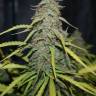 семена конопли для посадки купить Tangerine feminised