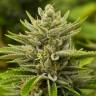 семена конопли для выращивания Tangerine feminised