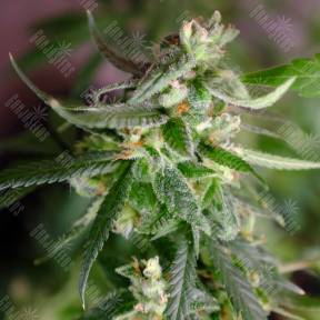 Silver Jack feminised Seedmakers Seeds