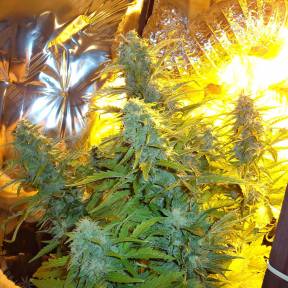 Auto Easy Ryder regular Ganja Seeds