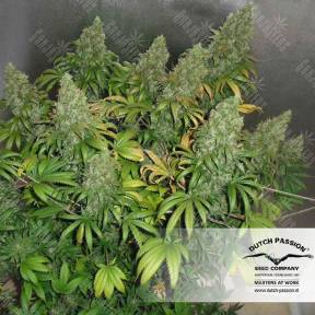 Orange Hill Special regular Dutch Passion Seeds