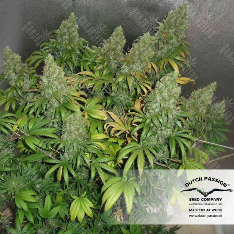 семена конопли Спб Orange Hill Special regular Dutch Passion Seeds