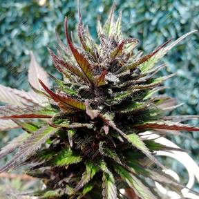 Auto Black Cream feminised Sweet Seeds
