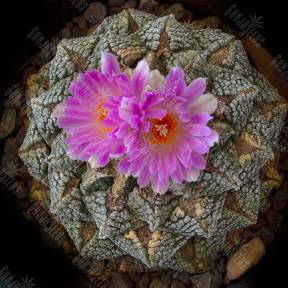 Ariocarpus fissuratus