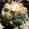 Купить семена кактуса Ariocarpus fissuratus Купить семена кактуса Ariocarpus fissuratus