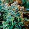 семена культурной конопли купить Chronic feminised