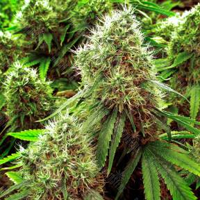 Chronic feminised Ganja Seeds