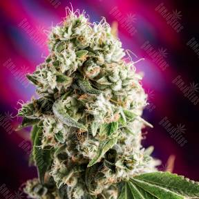 Auto Sweet Mango regular Ganja Seeds