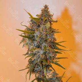 Auto Chronic Ryder feminised Ganja Seeds