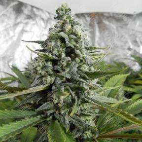 Auto Deimos feminised Ganja Seeds